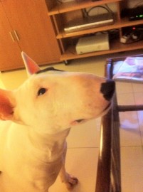 Luna Nueva De Where Is The Magic